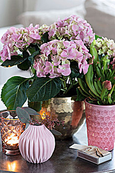 八仙花属,猪笼草,花瓶,托盘