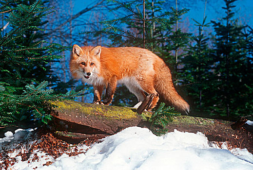 红狐,站立,登录,冬天,树林