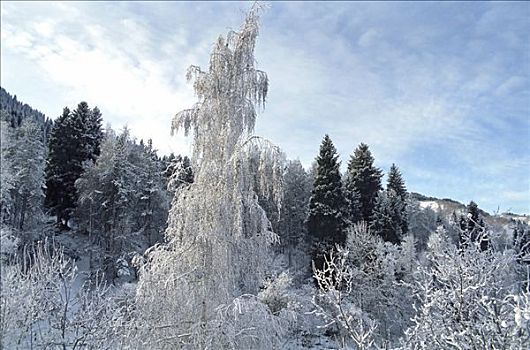 桦树,雪,山峦,阿拉木图,区域,哈萨克斯坦