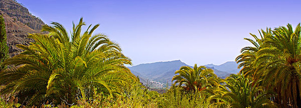 大卡纳利岛,加那利群岛,棕榈树,山