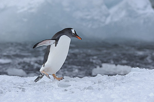 巴布亚企鹅,布朗布拉夫,南极半岛,南极