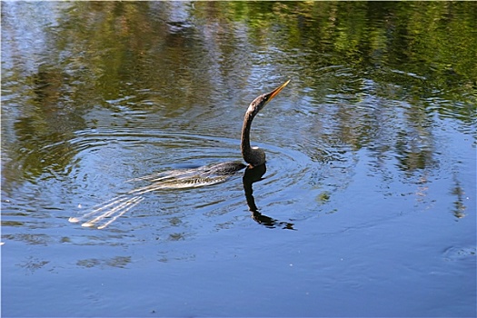 美洲蛇鸟