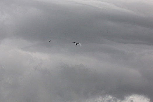 乌云下的海鸥