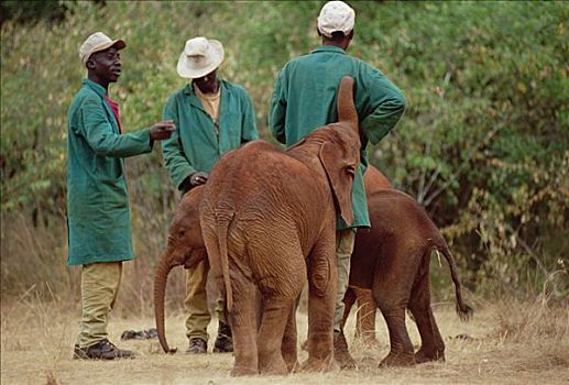 非洲象,新,交际,看护,东察沃国家公园,肯尼亚