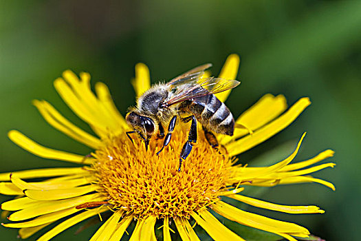 蜜蜂,意大利蜂,花,花蜜,巴伐利亚,德国