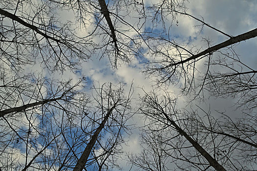 仰视,天空,树林,冬季