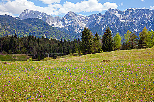 龙胆根,樱草花,正面,山