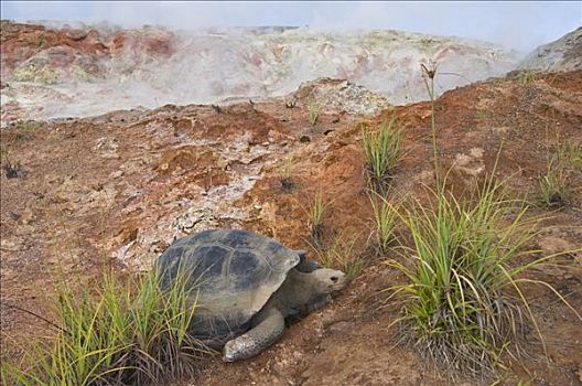 阿尔斯多火山海岛陆龟,加拉巴哥象龟,蒸汽,喷气孔,阿尔斯多火山,地面,伊莎贝拉岛,加拉帕戈斯群岛,厄瓜多尔