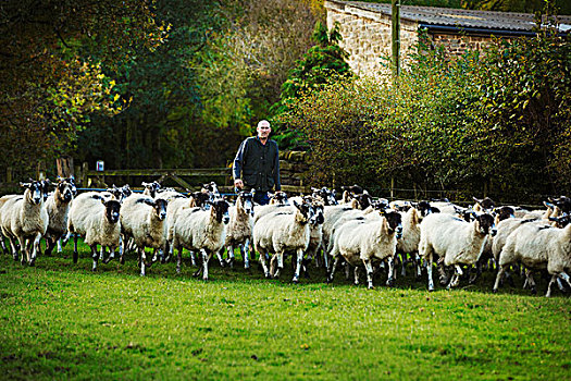 羊农,草地,大,羊群