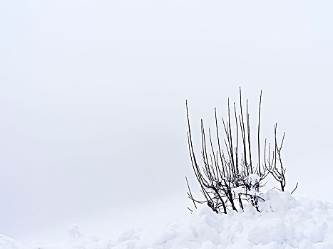 秃头,柳树,枝条,雪地,抠像