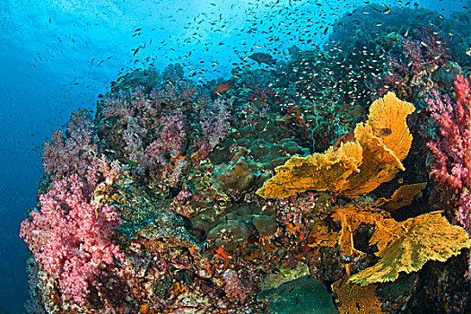 深潜,苏梅岛,苏林,国家,海洋公园,北方,斯米兰群岛,泰国
