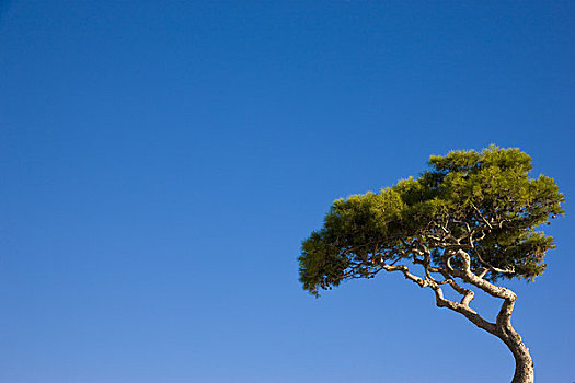 孤单,松树,晴天,蓝天