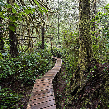 弯曲,木板路,树林,不列颠哥伦比亚省,加拿大