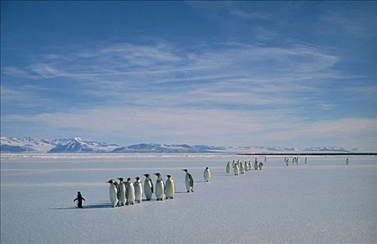 帝企鹅,边缘,孤单,阿德利企鹅,南极