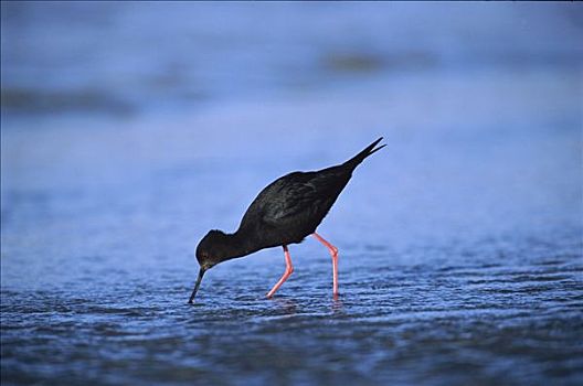 黑色,长脚鹬属,一个,新,鸟,进食,河,普卡基湖,南岛,新西兰