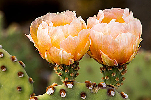 刺梨仙人掌,开花,大湾国家公园,德克萨斯,美国