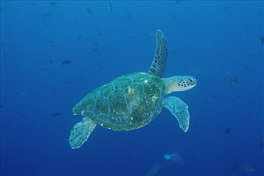 绿海龟,龟类,加拉帕戈斯群岛,厄瓜多尔