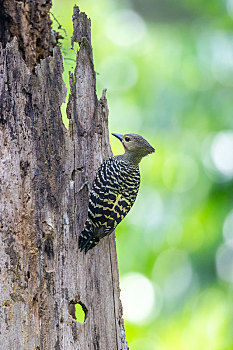 一只黄腰斑啄木鸟攀附在一桩枯木上啄食树干上的蛀虫