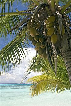棕榈树,茉莉亚岛,法属玻利尼西亚