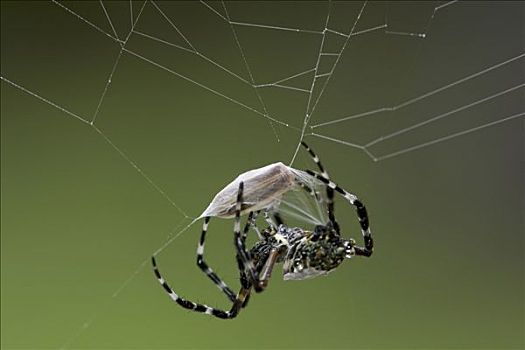 虎斑蜘蛛,金蛛属,雌性,萤火虫,甲虫,蜘蛛网,蜘蛛丝,哥斯达黎加