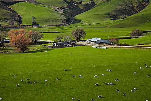 农田,靠近,奥塔哥,南岛,新西兰