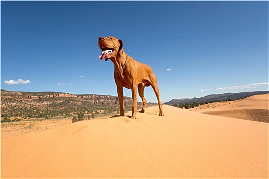 狗,站立,沙漠