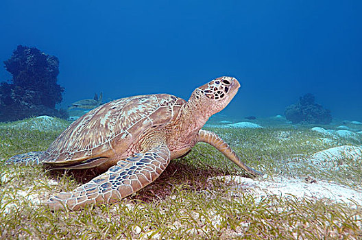 绿海龟,保和省,海洋,菲律宾,亚洲