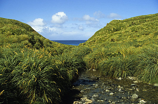 麦夸里岛,草丛,草