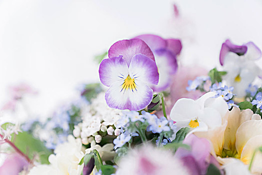 紫色,白色,堇菜属,精美,春花