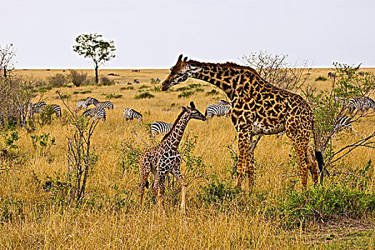 长颈鹿,漫游,马赛马拉,肯尼亚