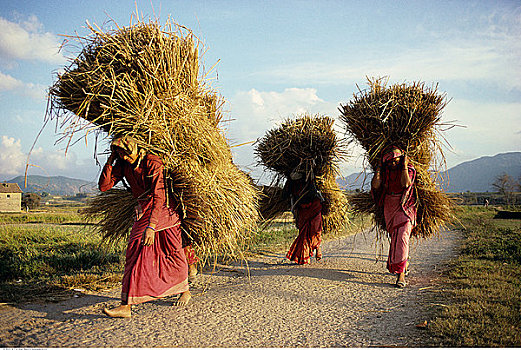 女人,稻米,茎,途中,巴克塔普尔,加德满都,尼泊尔