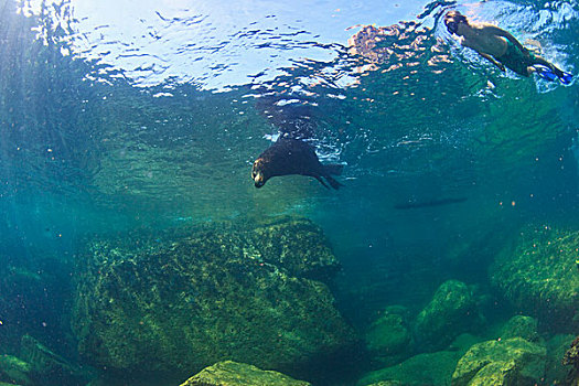 游客,水下,海狮,国家,海洋公园,北下加利福尼亚州,墨西哥