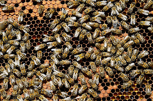 蜜蜂,意大利蜂,蜂巢,窝,蜂窝,花粉