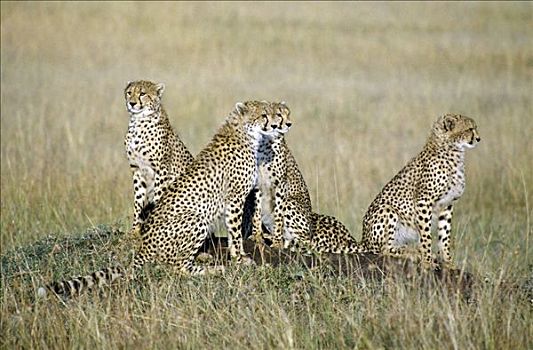 印度豹,家族,草原,马赛马拉,幼兽,五月,母兽,向上,两个,岁月,迅速,效率,行凶,瞪羚,黑斑羚