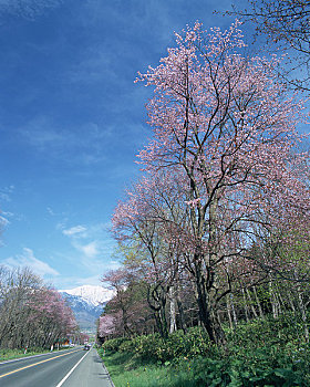 樱花,东京大学,北海道,树林