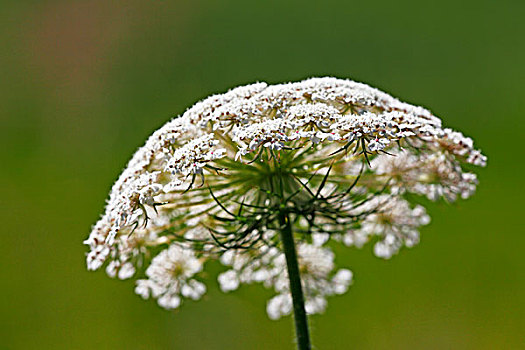 花,胡萝卜,伞形花序,头部,花序