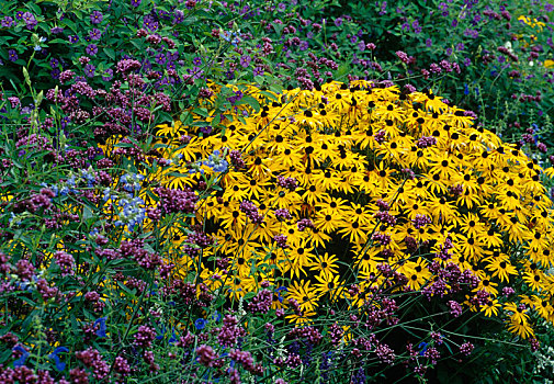 黄雏菊属植物,黄色,遮阳帽