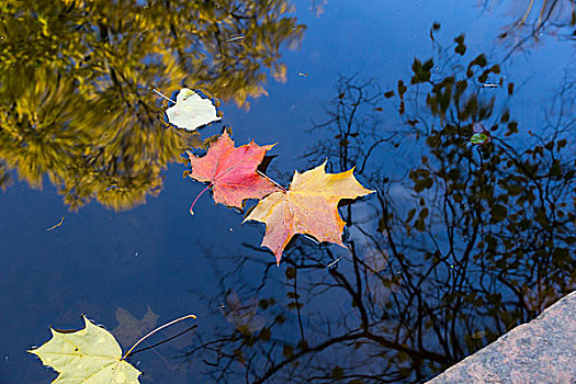 秋叶,水塘,反射
