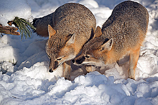 狐属,迅速,狐狸,玩,雪中,加拿大