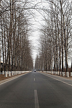 公路两旁的常见树木图片