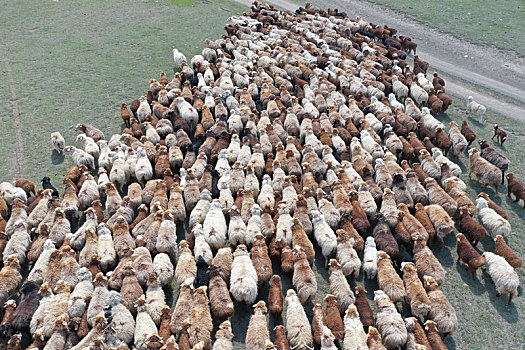 新疆博州上百万只羊转场