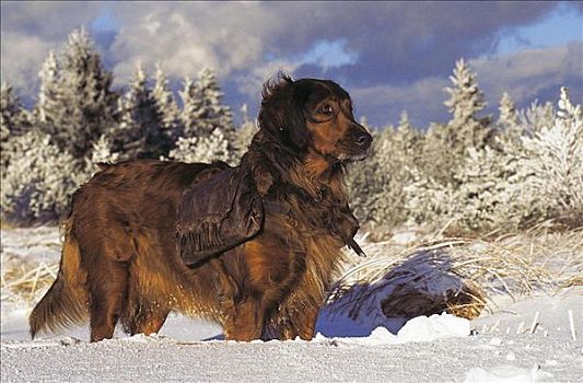 狗,宠物,哺乳动物,站立,雪中,冬天,动物
