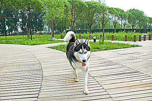北京地坛公园的哈士奇