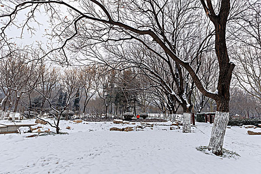 公园雪景