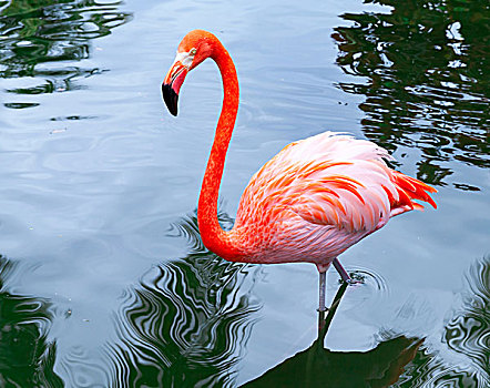 粉红火烈鸟,鸟,走,水,反射