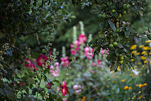 苹果,花,花园