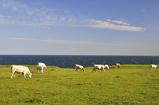 母牛,靠近,海岸,波罗的海,瑞典