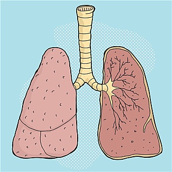 肺,卡通