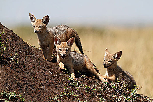 黑背狐狼,红色,豺,年轻,幼小,马赛马拉,肯尼亚,非洲