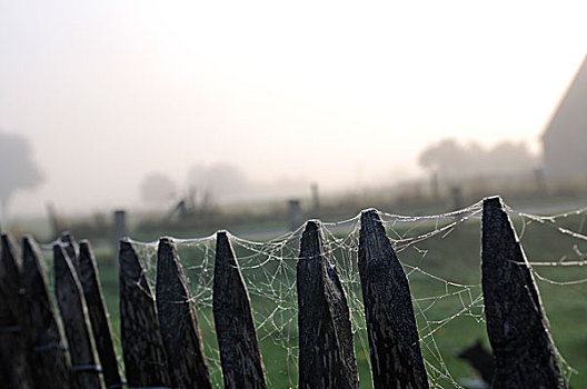 蜘蛛网,栅栏